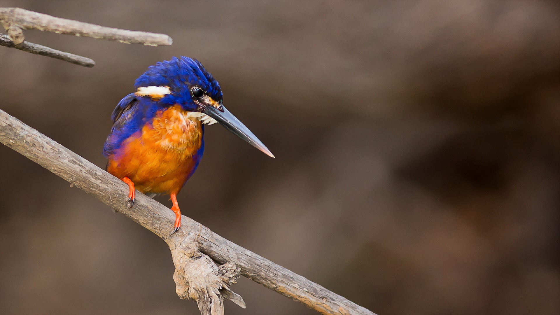 птица природа (1)